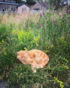 Restring amongst the flowers in Pam's meadow